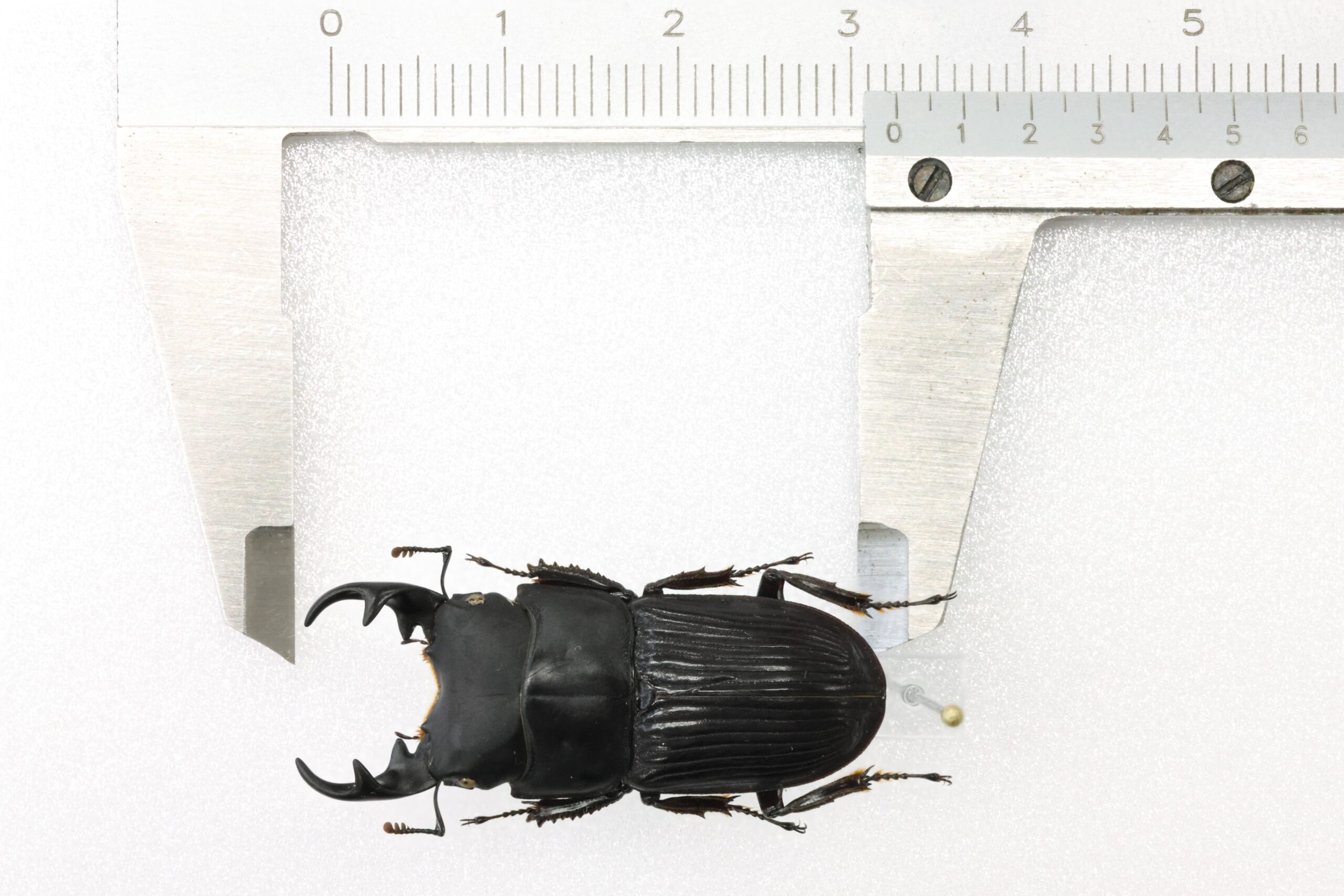 ヤエヤマネブトクワガタ 大型ペア ♂25.4mm♀19.5mm 西表島