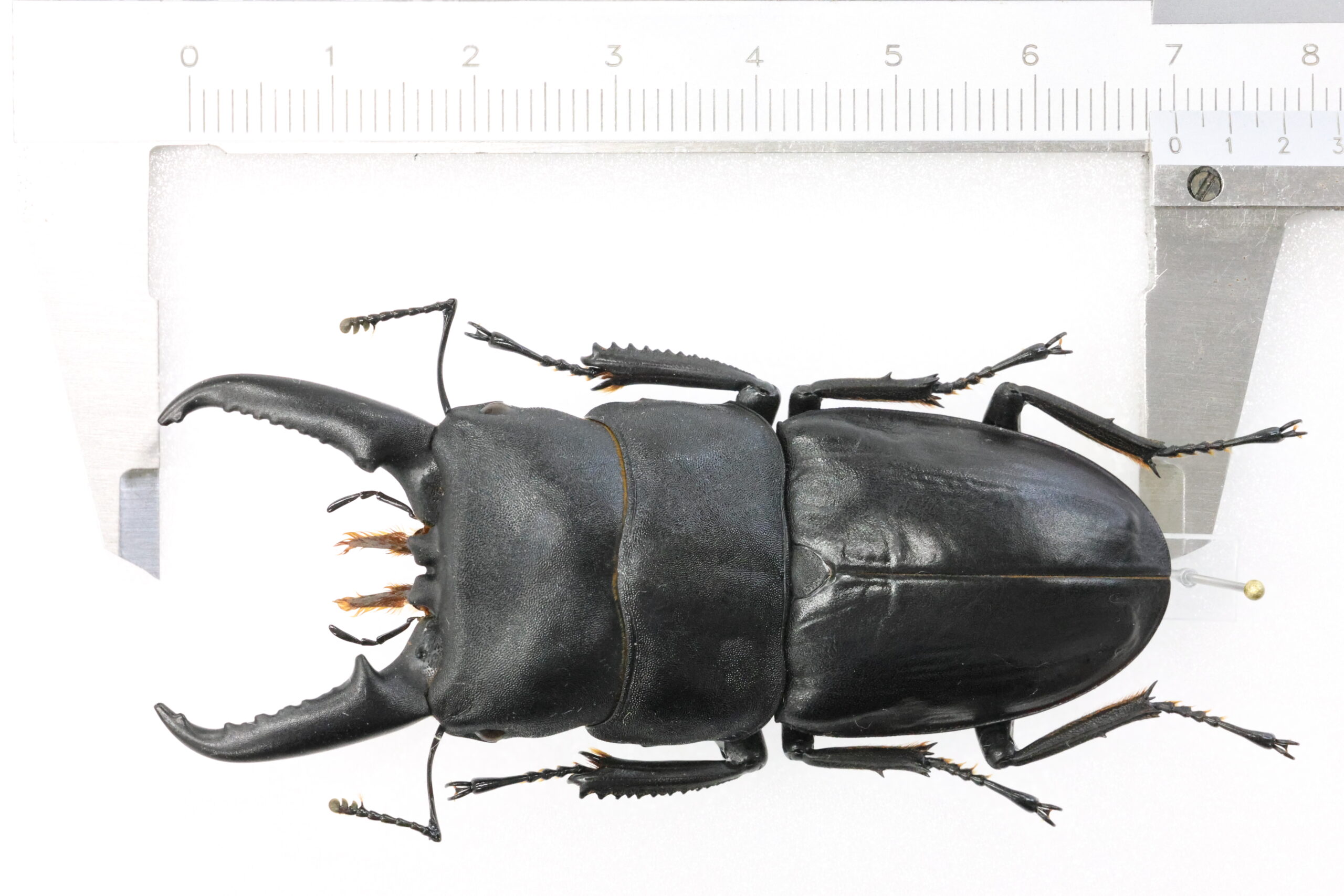 70.0 ㎜ ］関西では超特大！ | Project WILD MUSEUM クワガタ大図鑑