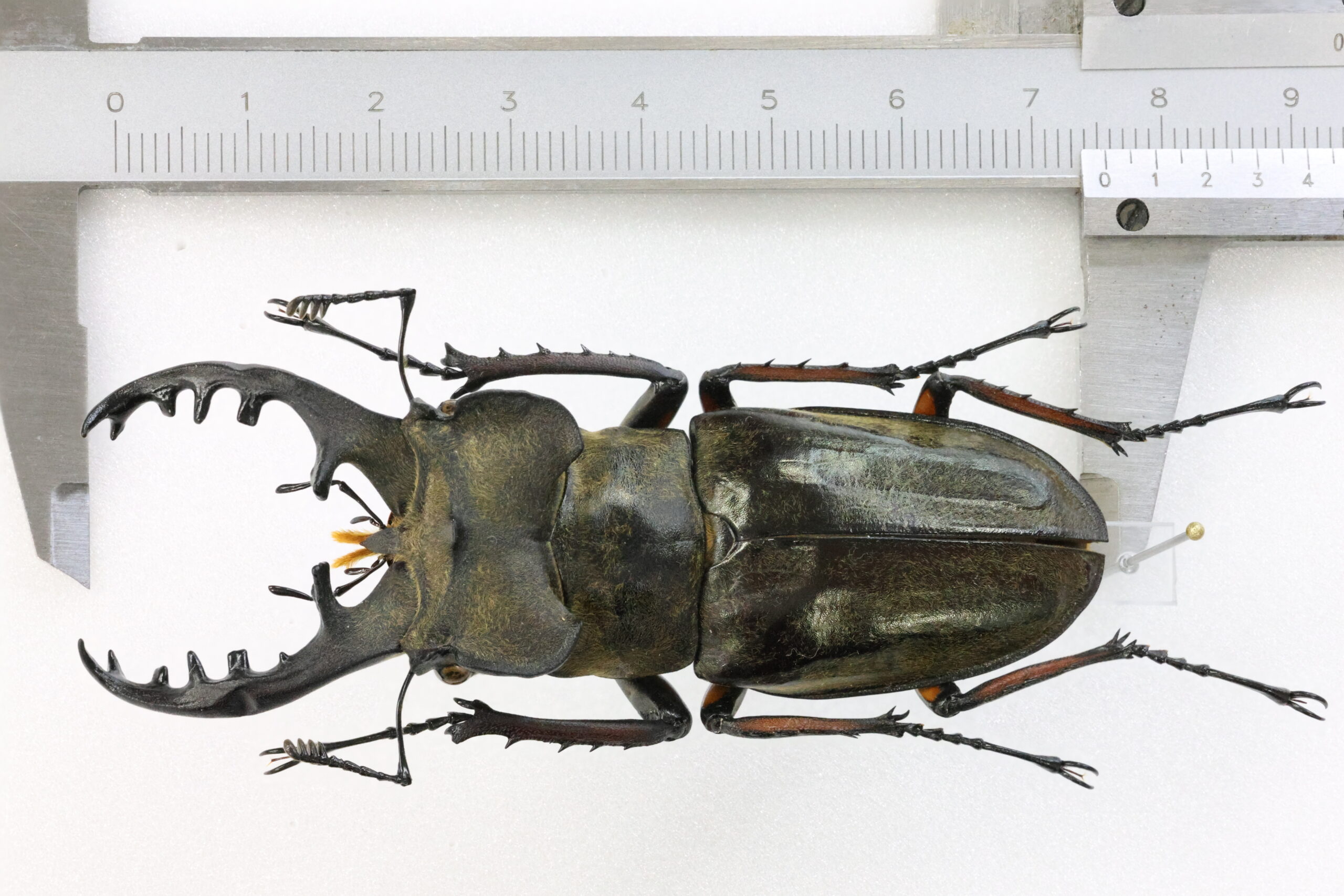 75.5 ㎜ ］島根県の特大個体 | Project WILD MUSEUM クワガタ大図鑑