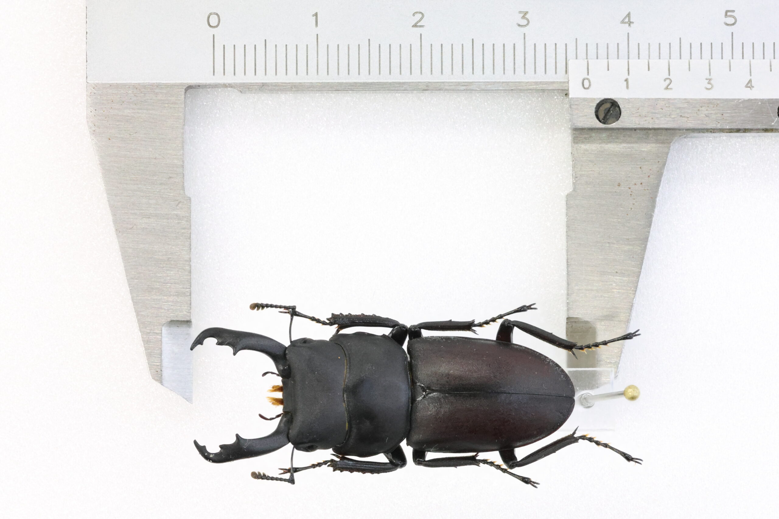 喜界島産 コクワガタ 成虫トリオ 野外品 幼虫採集個体 WD ①