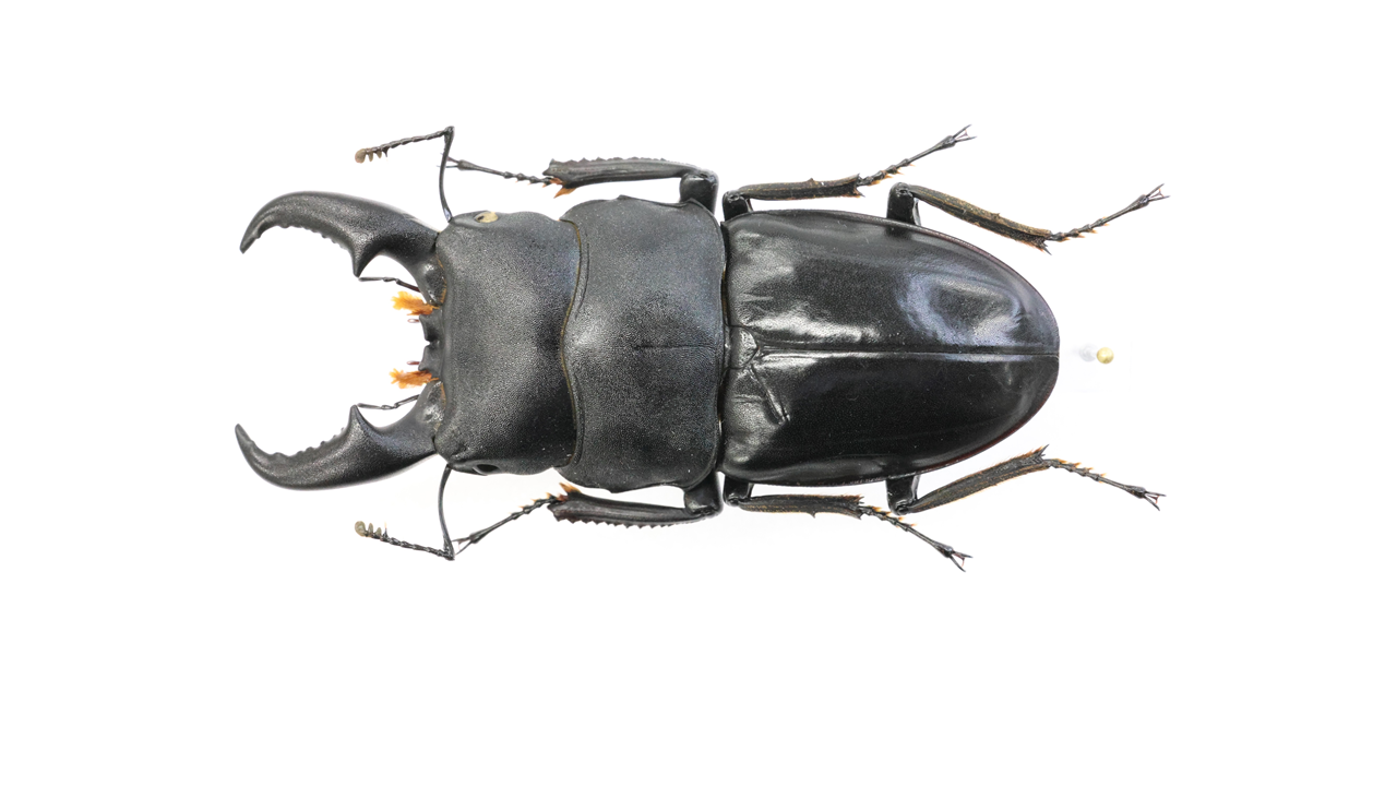 65.2 ㎜ ］こんな大きなヒラタがお散歩？ | Project WILD MUSEUM