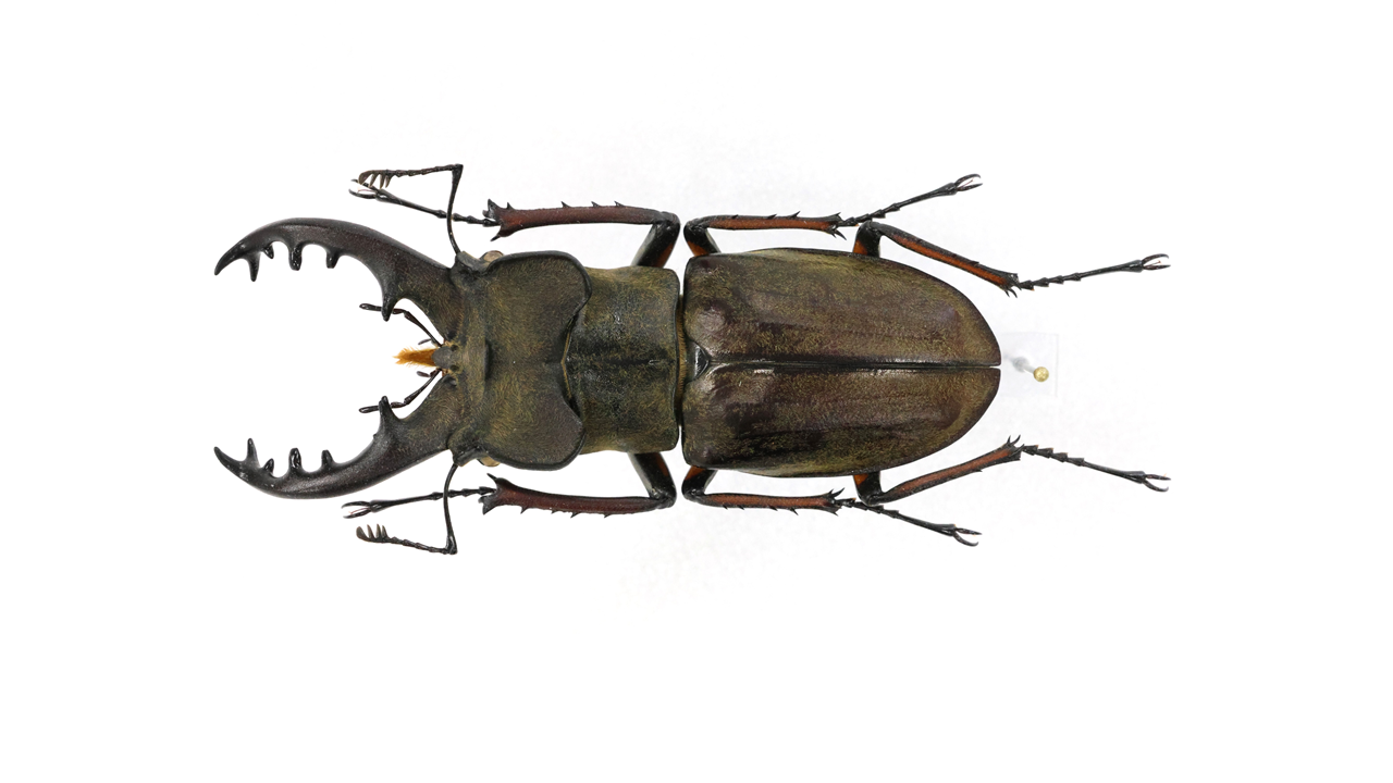 71.5 ㎜ ］福島のミヤマは7cmをなかなか超えない！ | Project WILD