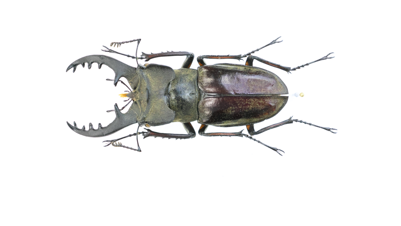 標本　クワガタモドキ　ラオス産　72㎜ 標本 クワガタモドキ ラオス産 72㎜ 標本クワガタモドキラオス産72㎜