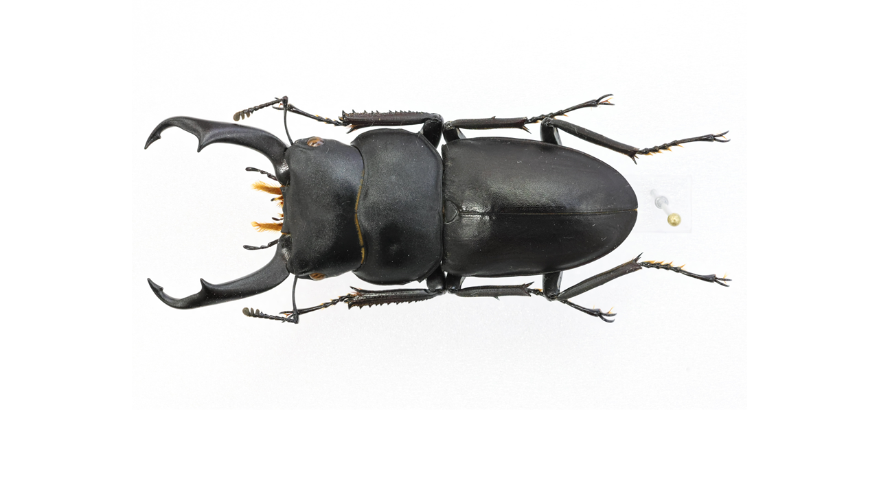 52.2 ㎜ ］ヒラタクワガタのようなコクワガタ | Project WILD MUSEUM