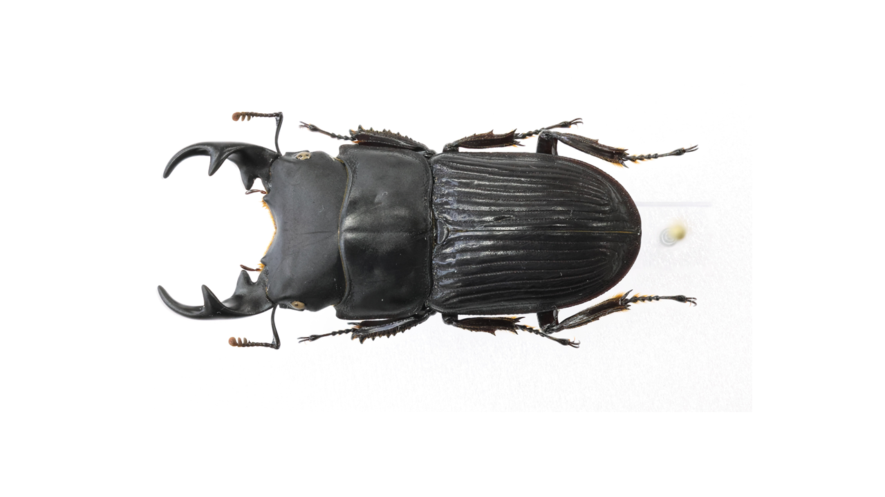 32.3 ㎜ ］大型個体は特に魅力的！ | Project WILD MUSEUM クワガタ大図鑑