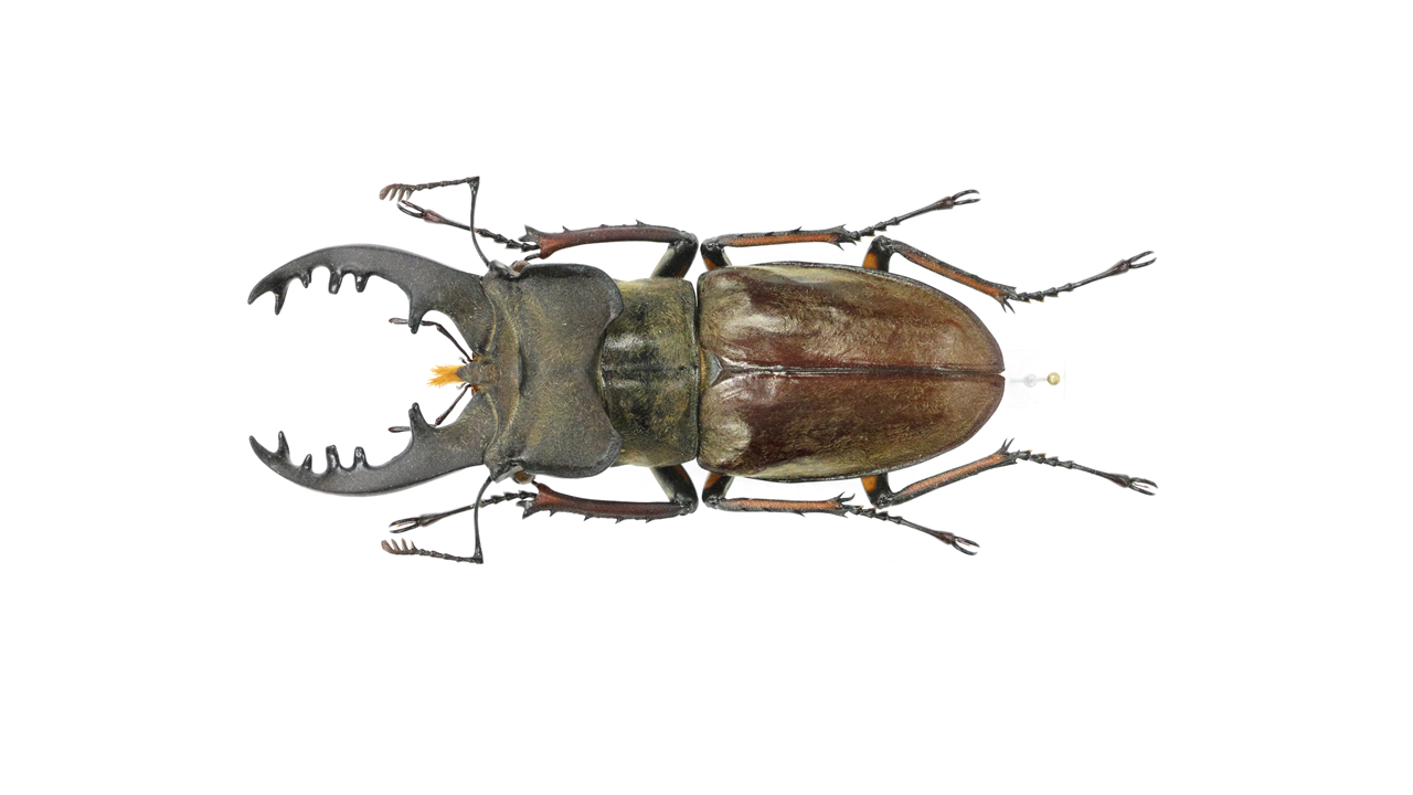 71.8 ㎜ ］家の網戸に！ | Project WILD MUSEUM クワガタ大図鑑