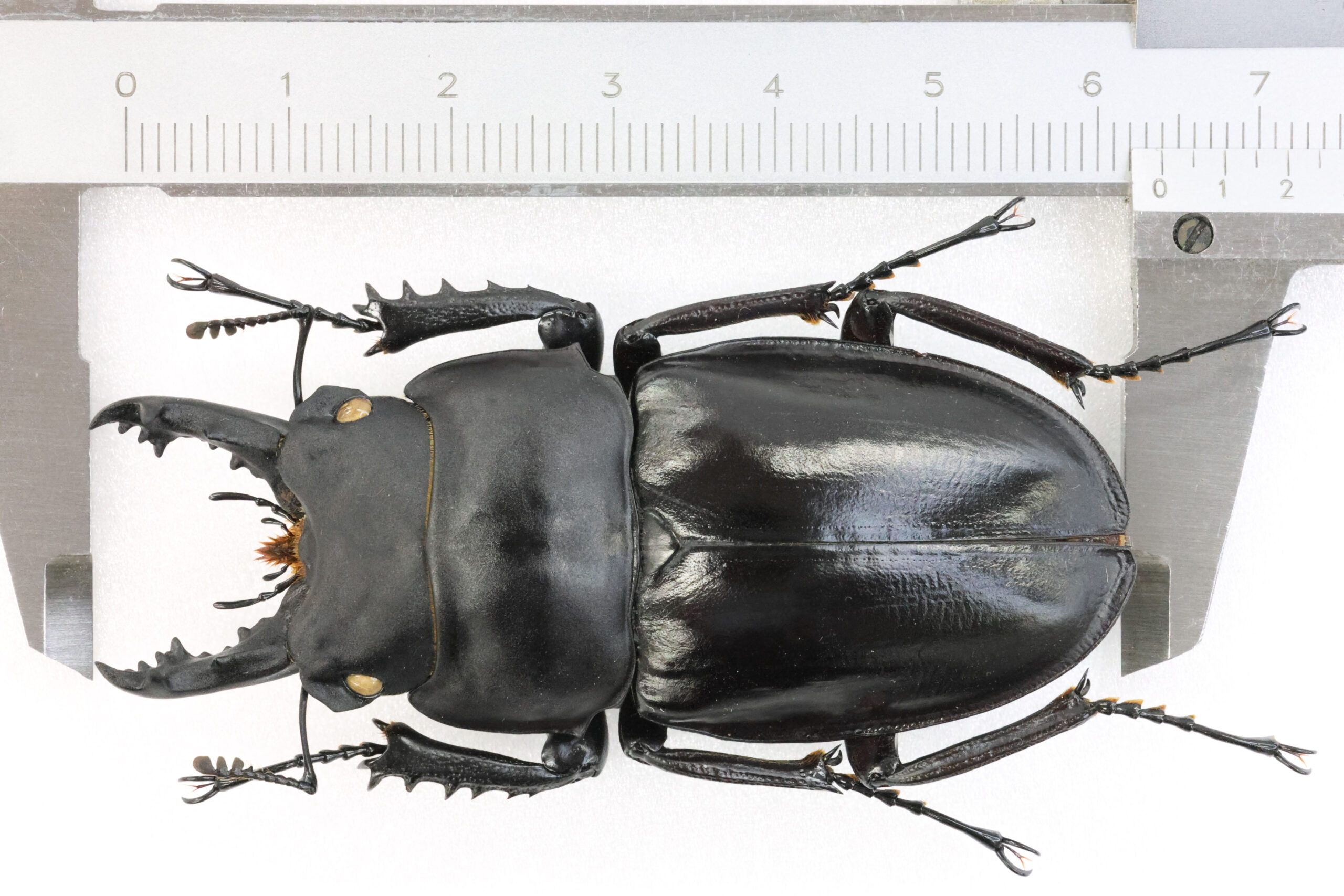 野外品標本 徳之島産アマミマルバネクワガタ♂51ミリ♀49ミリ