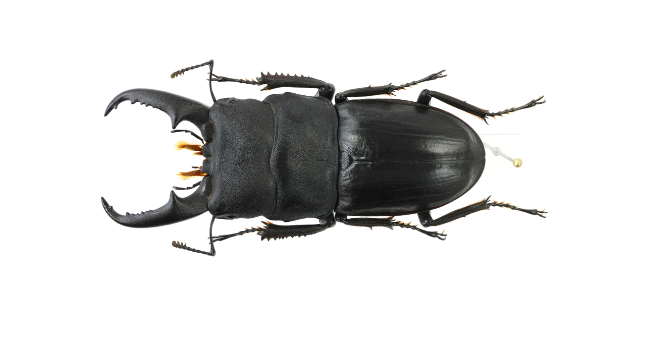 59.1 ㎜ ］野外では大きく見える！？ | Project WILD MUSEUM クワガタ