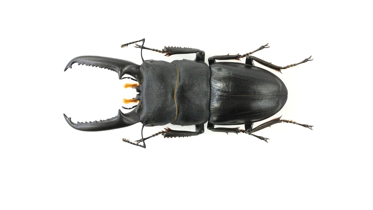 超特大　野外採集品　ゴトウヒラタ　77.0㎜ 77.0 ㎜ ］久々の大きなゴトウヒラタ！ | Project WILD MUSEUM