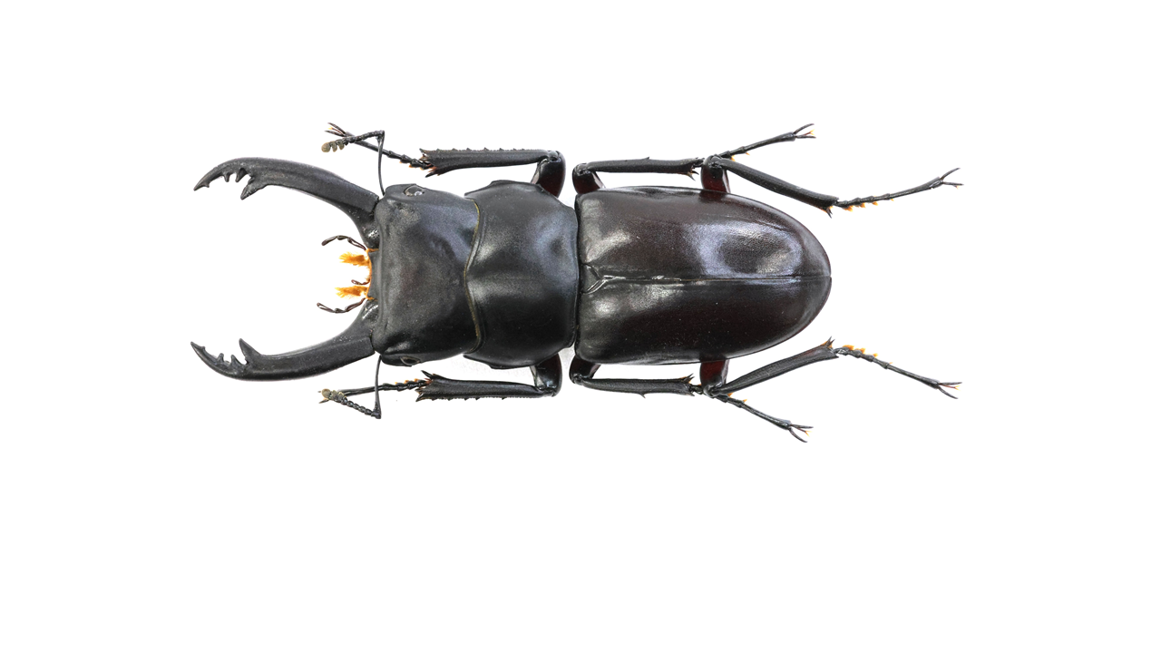 特大エラフスホソアカクワガタ（美麗個体）標本 特大エラフスホソアカクワガタ（美麗個体）標本 【公式通販】