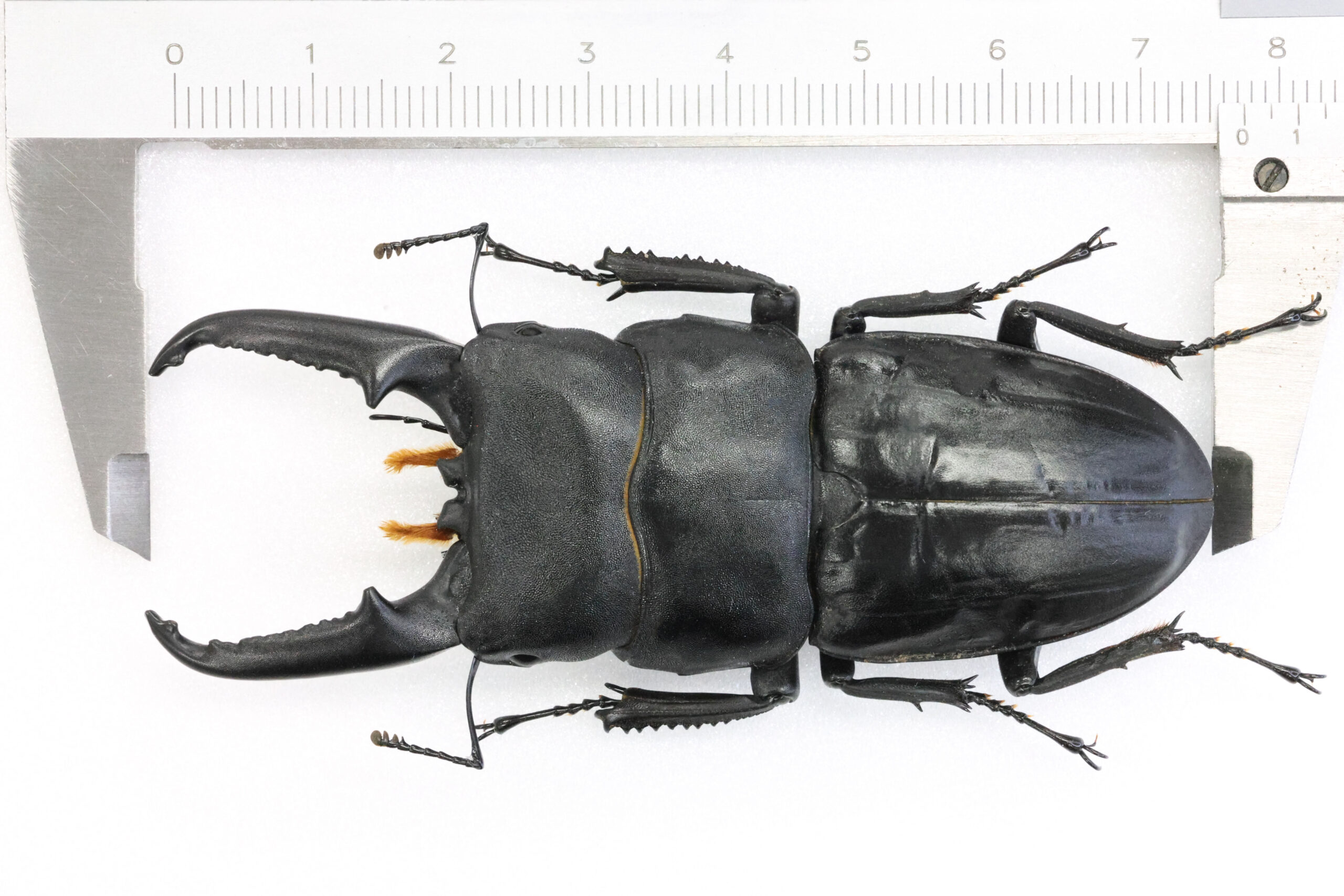 77.3 ㎜ ］バケヒラです！ | Project WILD MUSEUM クワガタ大図鑑