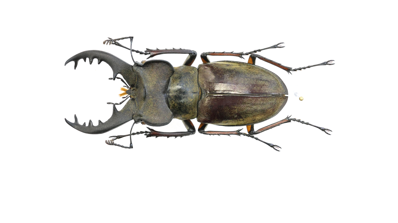 71.5 ㎜ ］横幅のあるミヤマ | Project WILD MUSEUM クワガタ大図鑑