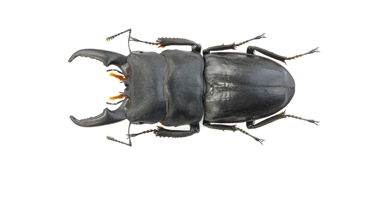 67.0 ㎜ ］和歌山のヒラタは太めが多い？？ | Project WILD MUSEUM