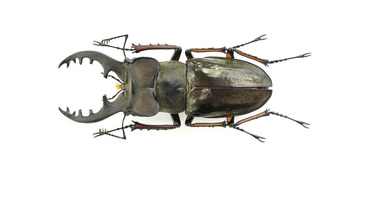 73.6 ㎜ ］佐賀のオオクワガタが採れる場所で！ | Project WILD MUSEUM