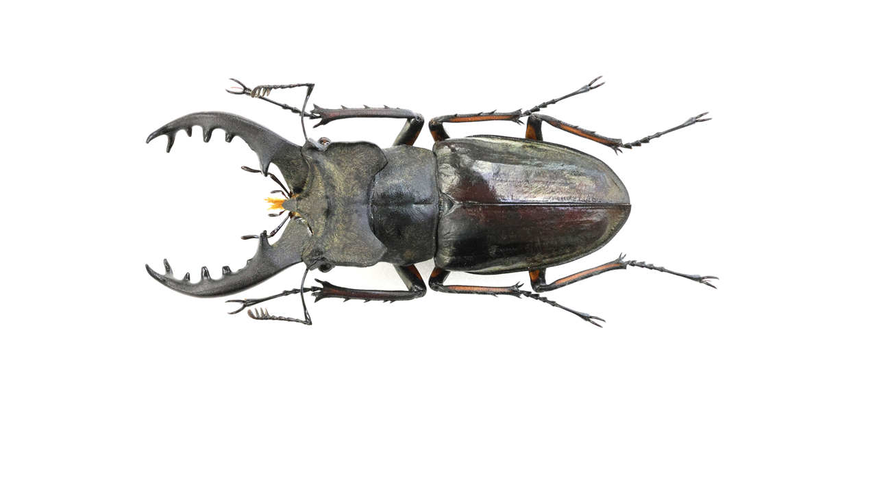 ミクラミヤマクワガタ標本まとめ【規制前採集個体】 ミクラミヤマクワガタ標本まとめ【規制前採集個体】 - メルカリ