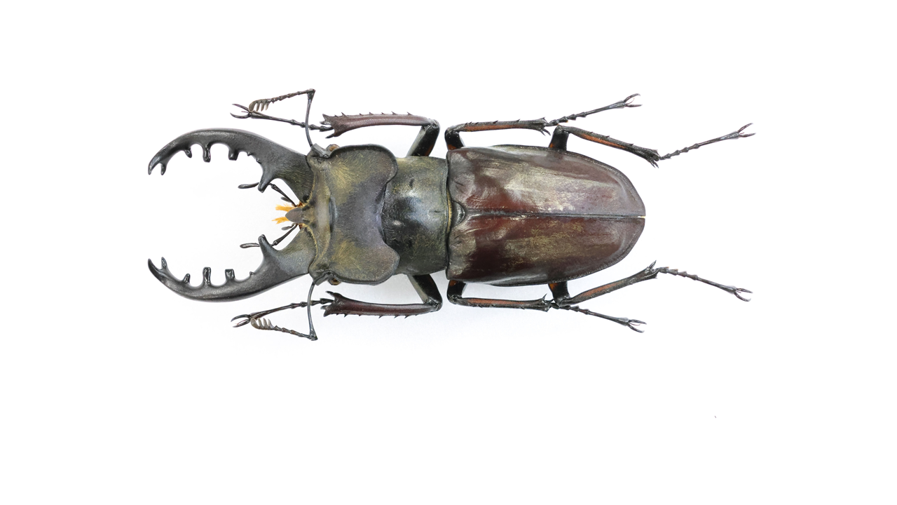 77.0 ㎜ ］道南のミヤマは大きいです！ | Project WILD MUSEUM