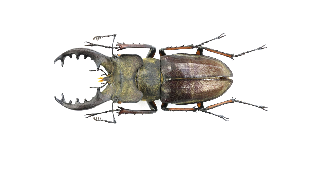 76.8 ㎜ ］宮城のお化けミヤマ | Project WILD MUSEUM クワガタ大図鑑