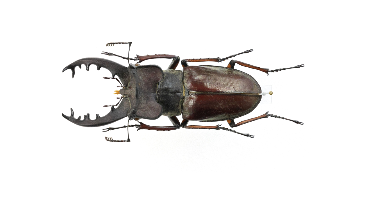 品質保証，高品質 福島県産 ミヤマクワガタオス4匹のセット