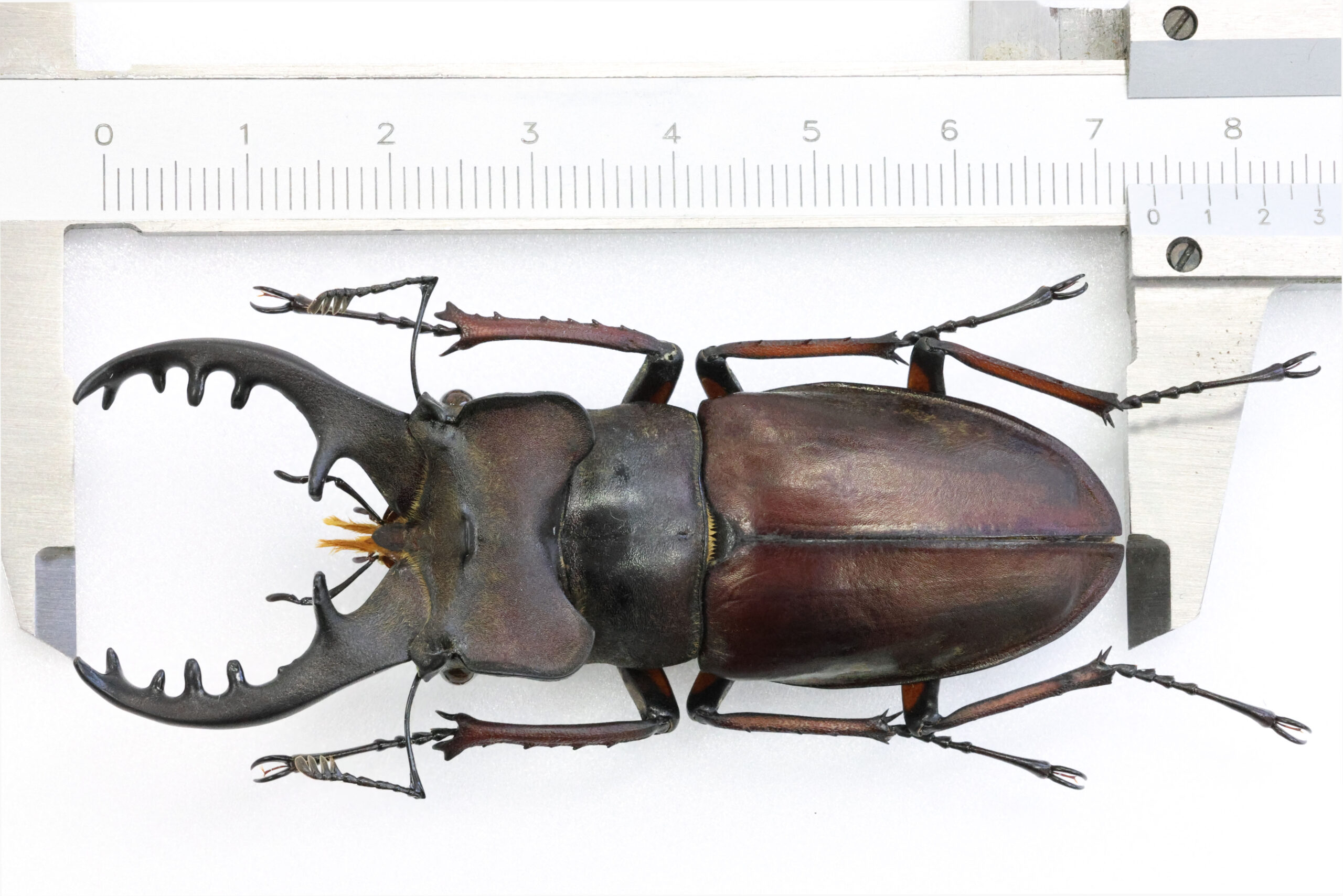 74.0 ㎜ ］和歌山の良型個体！ | Project WILD MUSEUM クワガタ