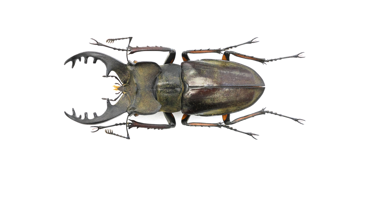 ★　採集禁止　レア種　神津島産　ミクラミヤマ新成虫１♂　おまけB♀１頭　★ ☆ 採集禁止 神津島産 ミクラミヤマ新成虫 大型ペア ☆