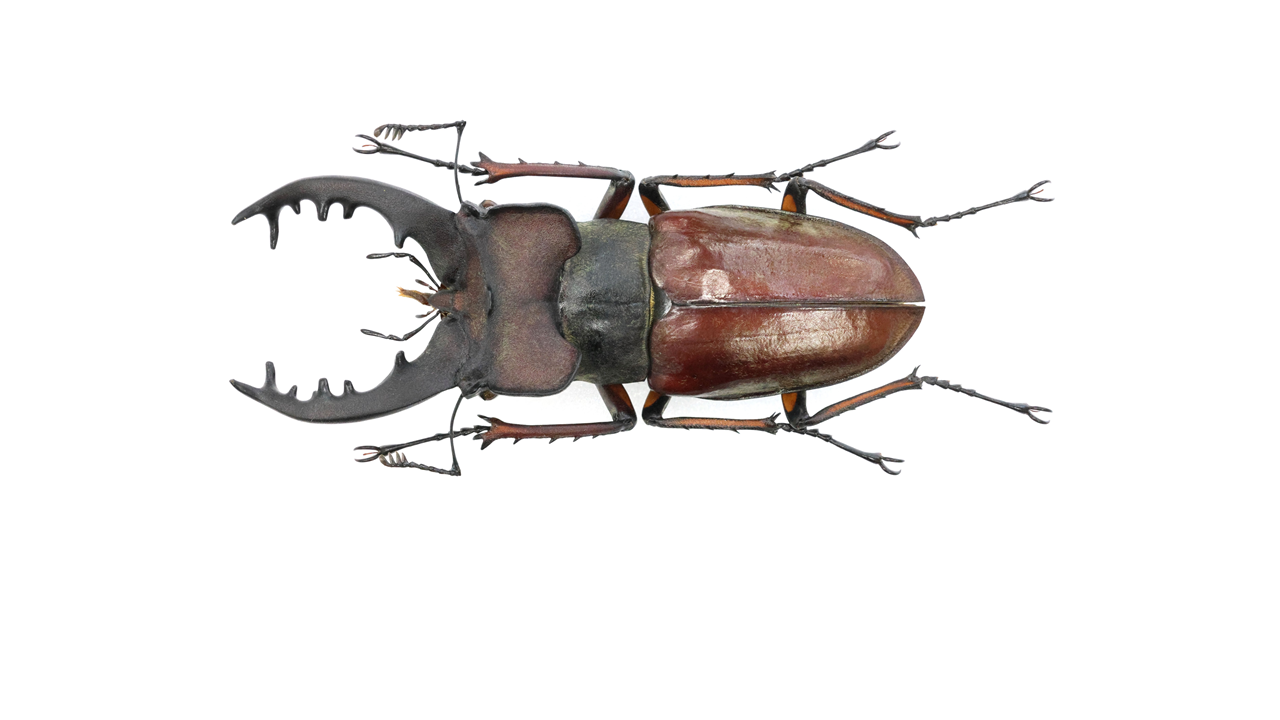 73.3 ㎜ ］京都の赤い彗星 | Project WILD MUSEUM クワガタ大図鑑