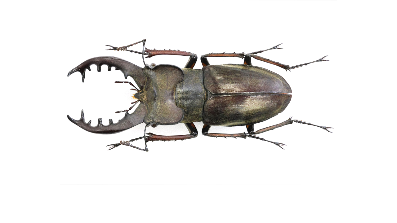 油絵クワガタムシ 73.0 ㎜ ］自然が生み出した造形美 | Project WILD MUSEUM クワガタ大図鑑