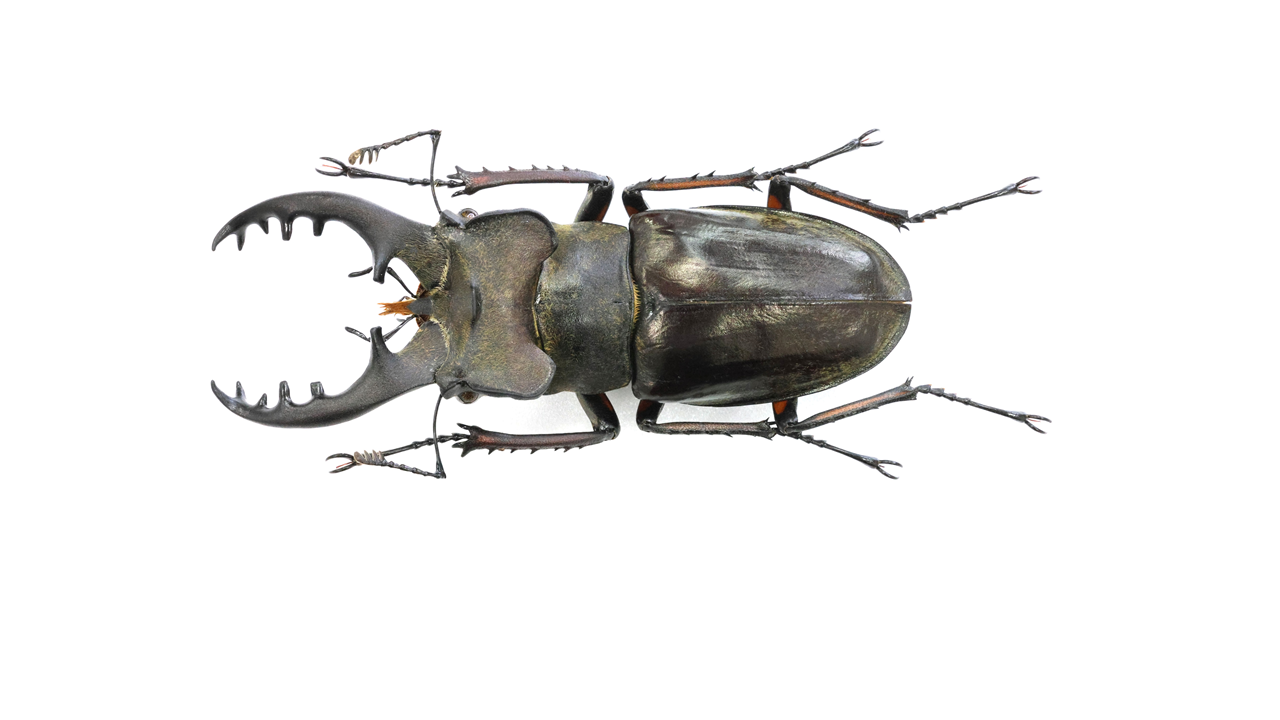 74.1 ㎜ ］挟む力は少し優しい…かも… | Project WILD MUSEUM クワガタ