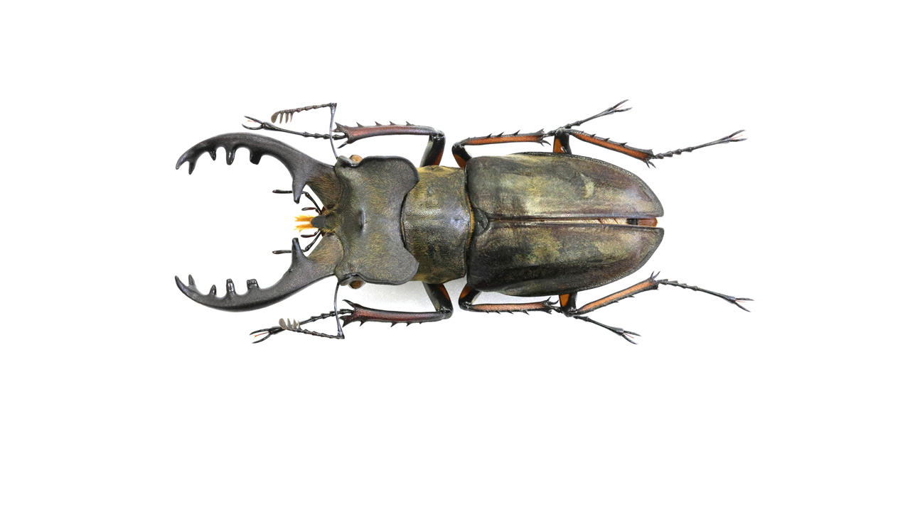 75.1 ㎜ ］埼玉のミヤマも大きい！ | Project WILD MUSEUM クワガタ大図鑑