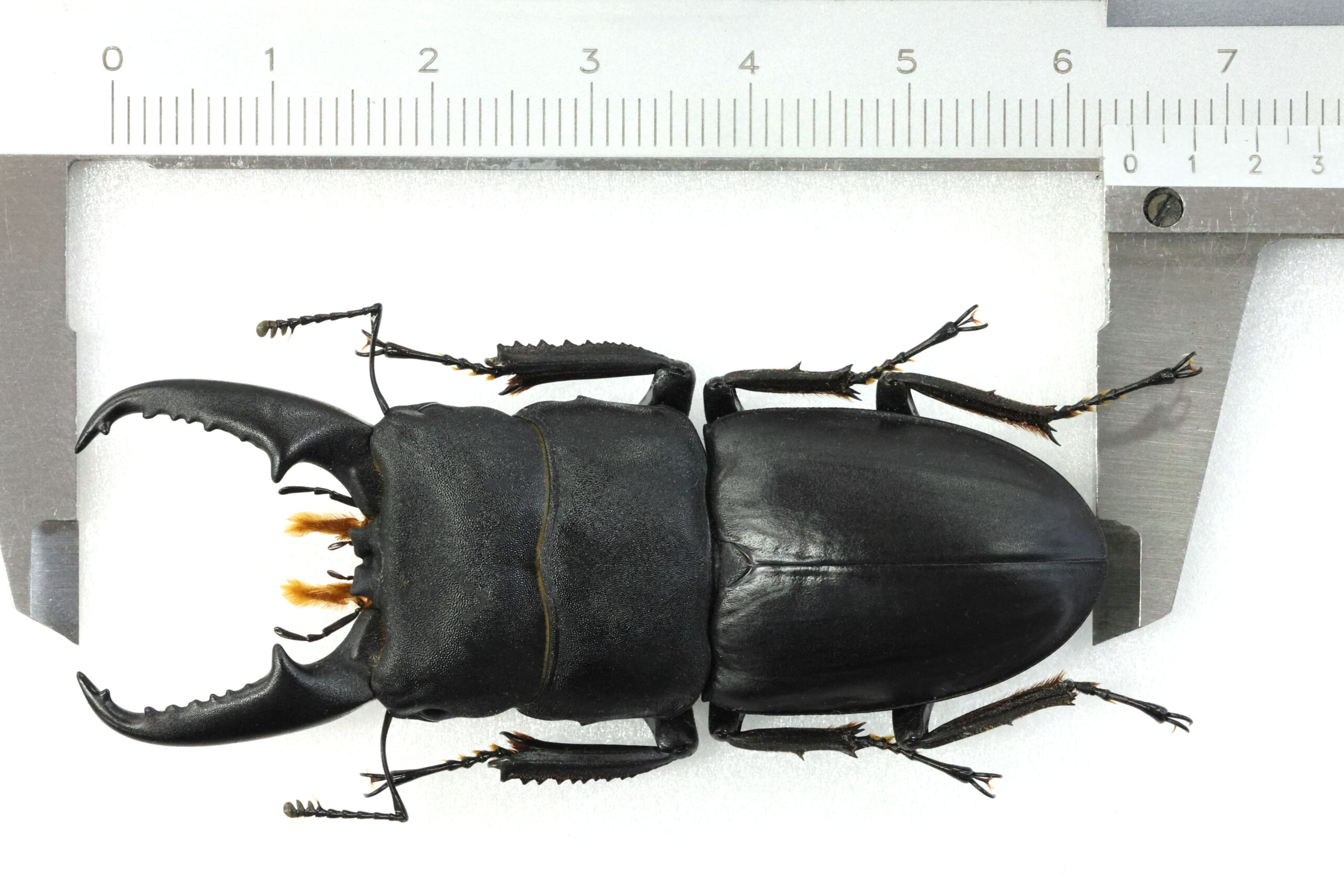 カナダ　Harris Smith Lalkawilas サイン有り立体造形クジラ カナダ Harris Smith Lalkawilas サイン有り立体造形クジラ