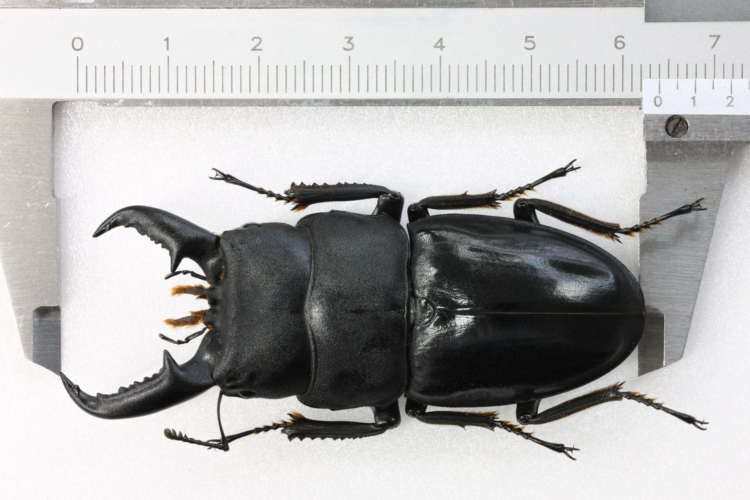 64.0 ㎜ ］Cool Deformity | Project WILD MUSEUM クワガタ大図鑑