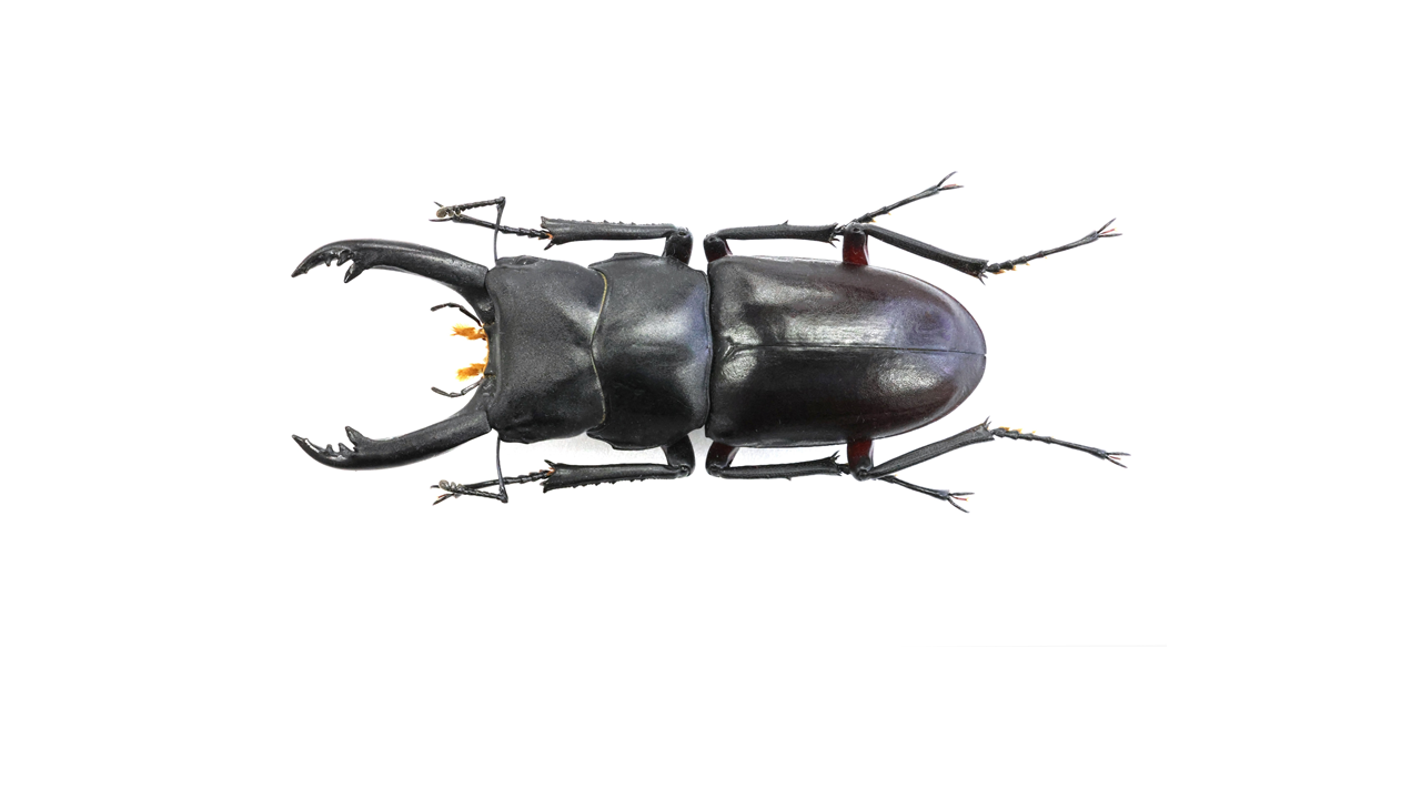 54.0 ㎜ ］アカアシShower！ | Project WILD MUSEUM クワガタ大図鑑