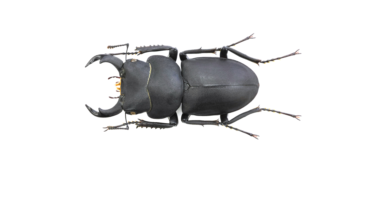47.6 ㎜ ］艶消しのヒメオオクワガタ | Project WILD MUSEUM クワガタ