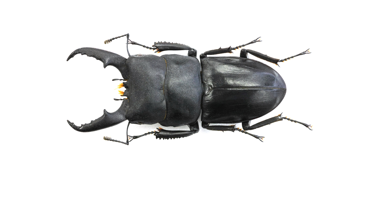 60.1 ㎜ ］新潟県にも立派なヒラタが！ | Project WILD MUSEUM