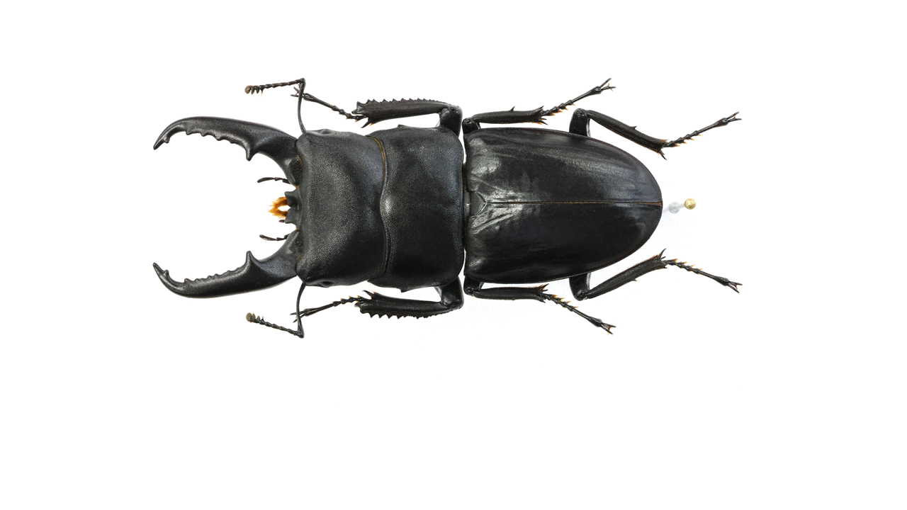 64.0 ㎜ ］「進撃の巨人」の聖地にて | Project WILD MUSEUM