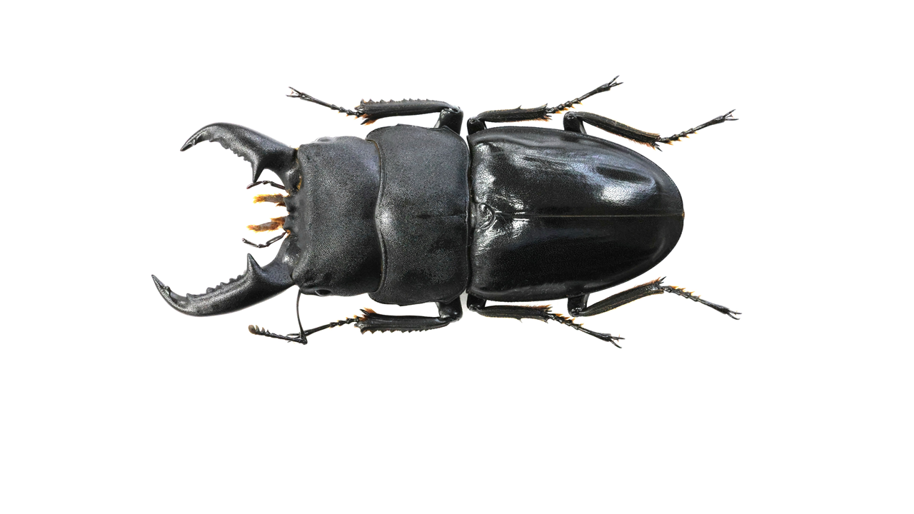 64.0 ㎜ ］Cool Deformity | Project WILD MUSEUM クワガタ大図鑑