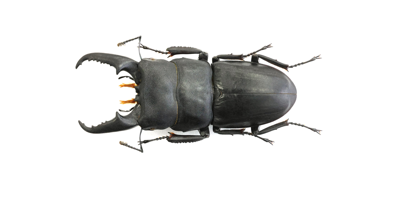 hirata_65.0mm.png