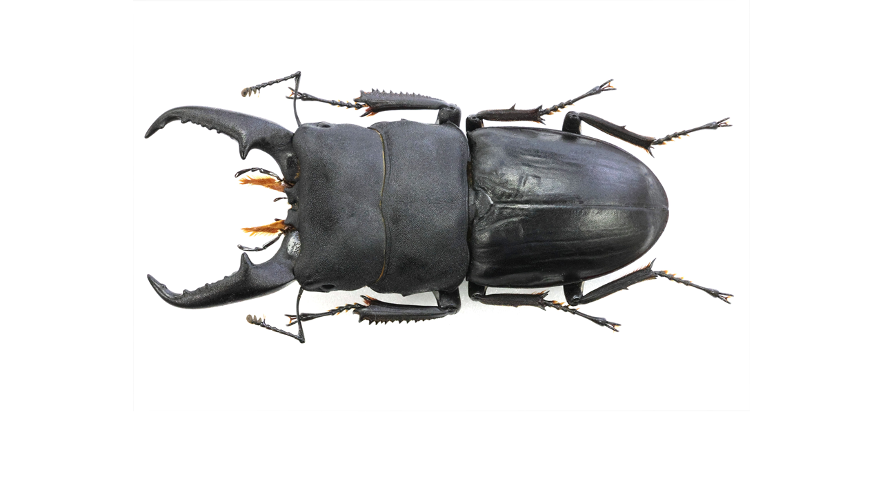 67.1 ㎜ ］体力と技術がものをいう | Project WILD MUSEUM クワガタ大図鑑