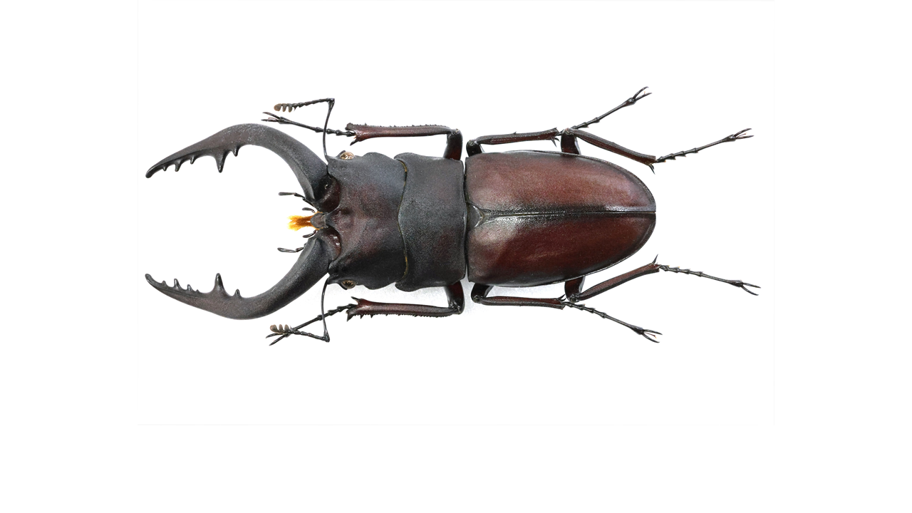 nokogiri_69.0mm-1.png