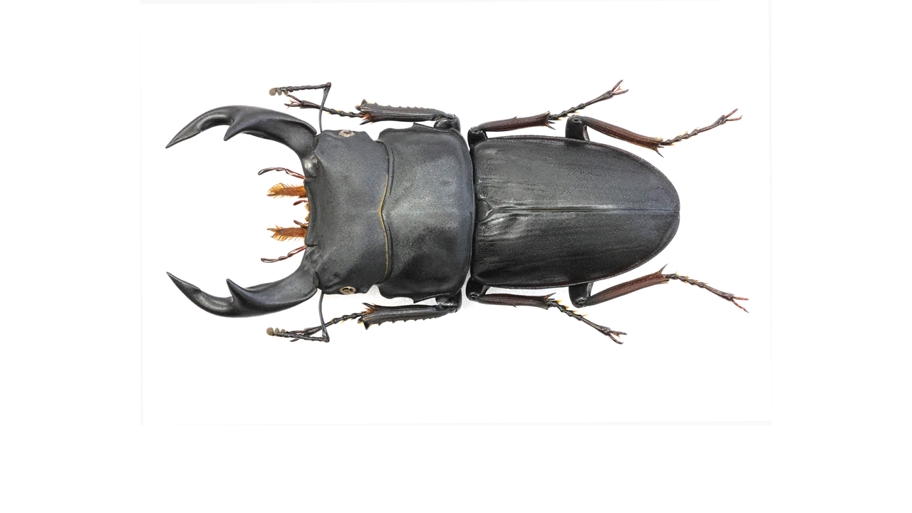 60.2 ㎜ ］マイマイカブリを狙ったら！ | Project WILD MUSEUM