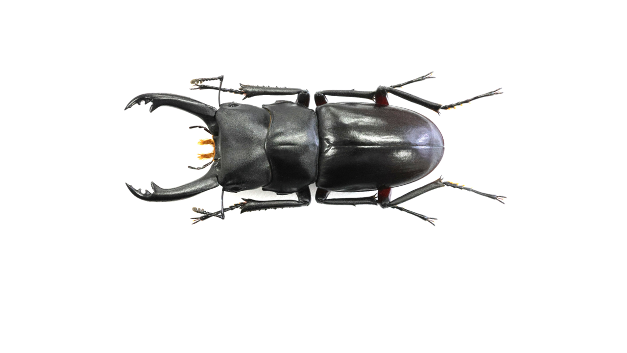 大阪府産 アカアシクワガタ 51ミリ 54.0 ㎜ ］2年ぶりの特大アカアシ | Project WILD MUSEUM