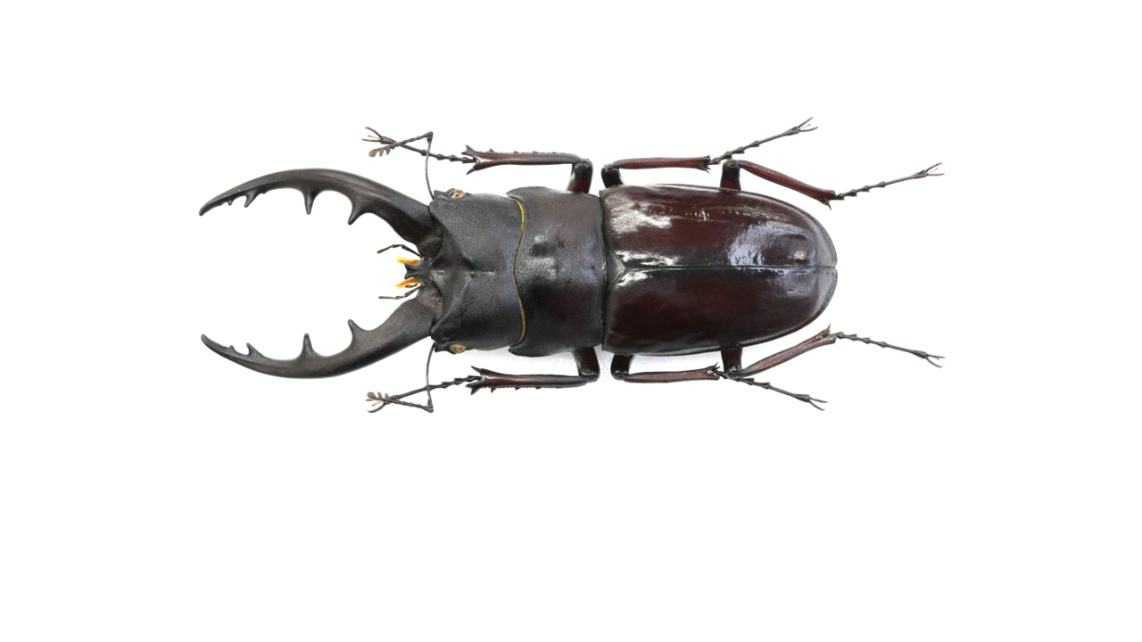 68.8 ㎜ ］アカメガシワが良いのです！ | Project WILD MUSEUM