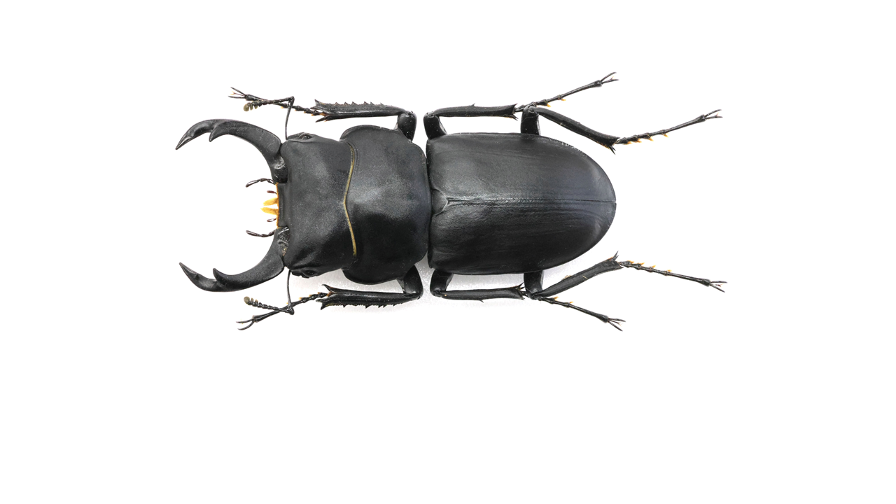 大型！ヒメオオクワガタ52㎜　野外品 54.1 ㎜ ］大型ほど独特の美しさが！ | Project WILD MUSEUM クワガタ