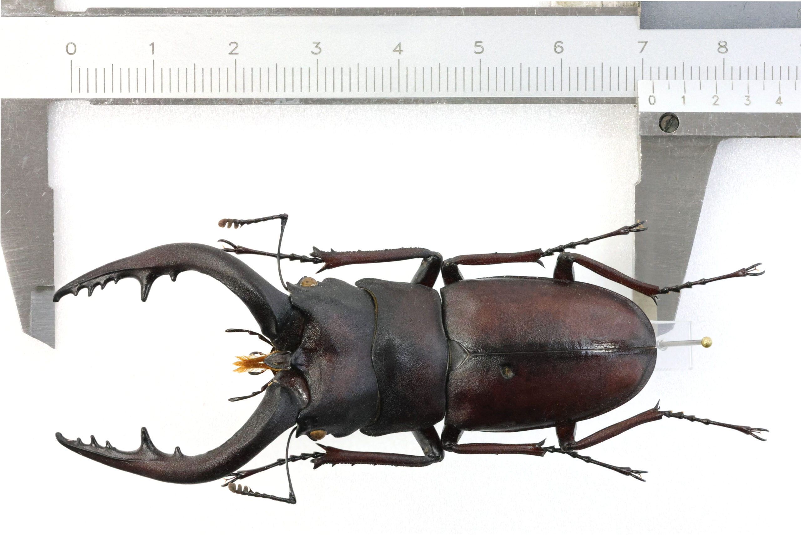 71.1 ㎜ ］茨城県の特大サイズ | Project WILD MUSEUM クワガタ