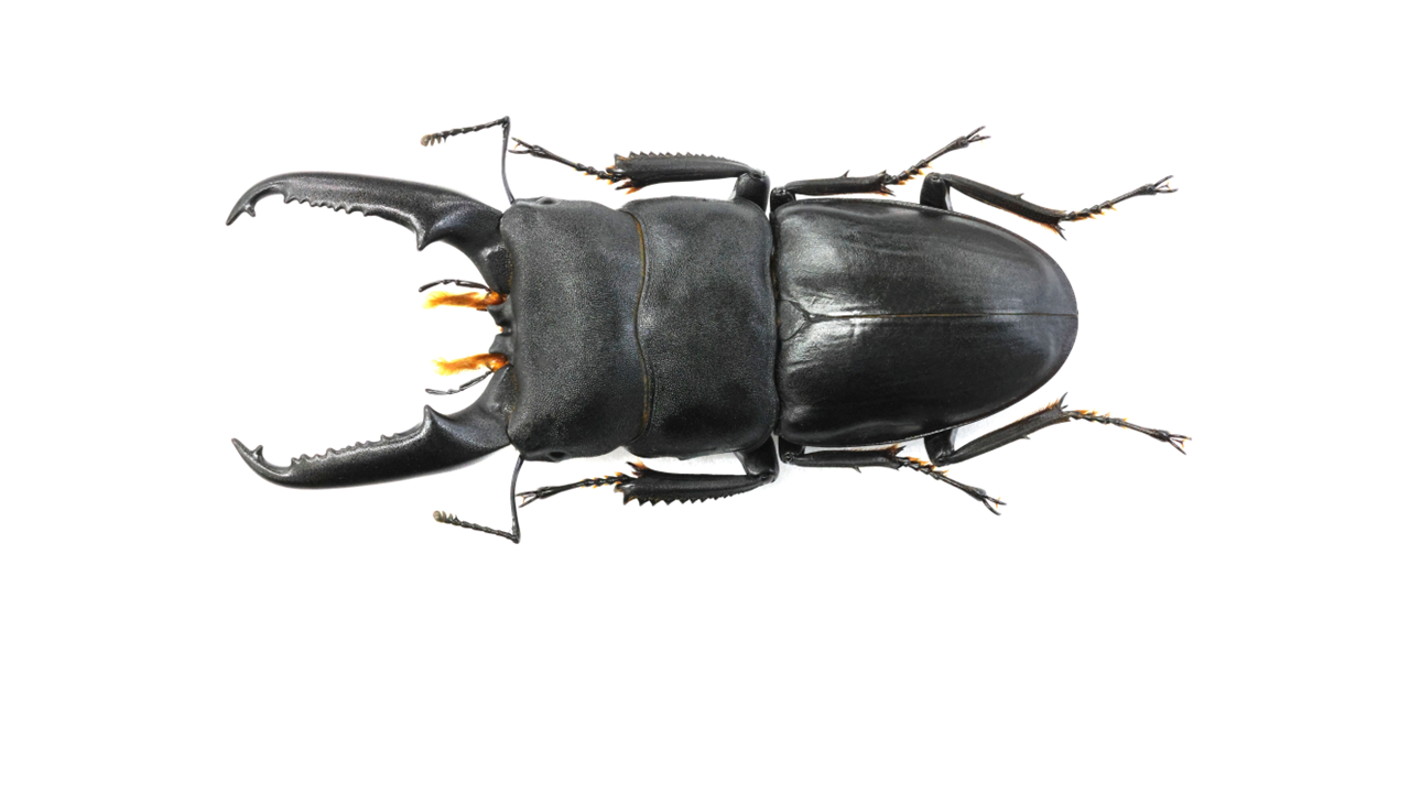 78.5 ㎜ ］Be-KUWA Guinness登録個体 | Project WILD MUSEUM