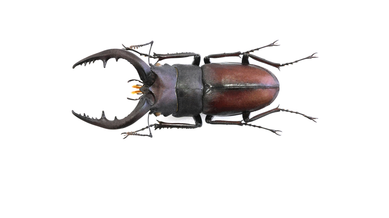 56.2 ㎜ ］冬も間近なのに… | Project WILD MUSEUM クワガタ大図鑑