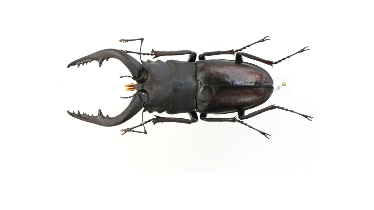 特大コロンビア産オニノコギリカミキリ　79mm 昆虫標本 特大コロンビア産オニノコギリカミキリ 79mm 昆虫標本