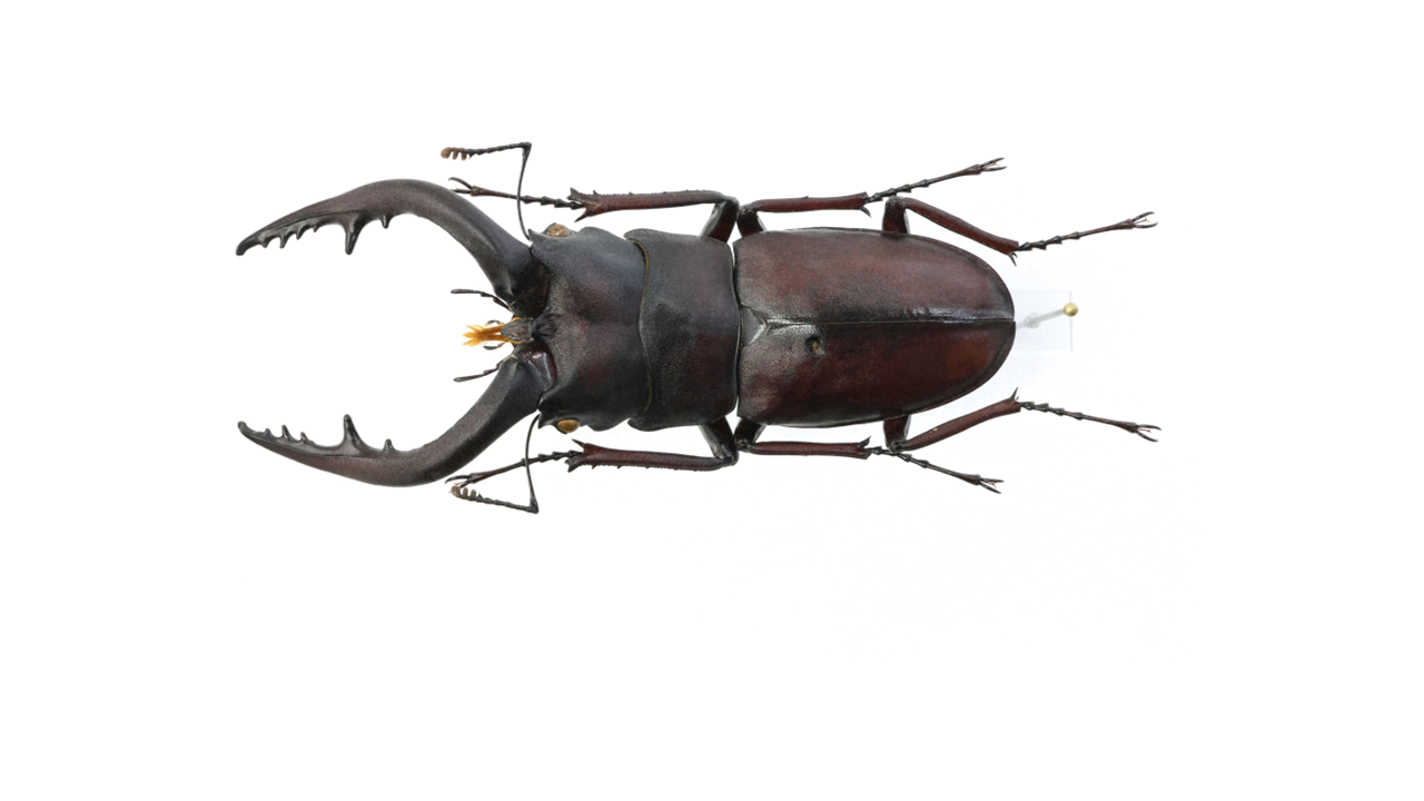 nokogiri_71.1mm.png