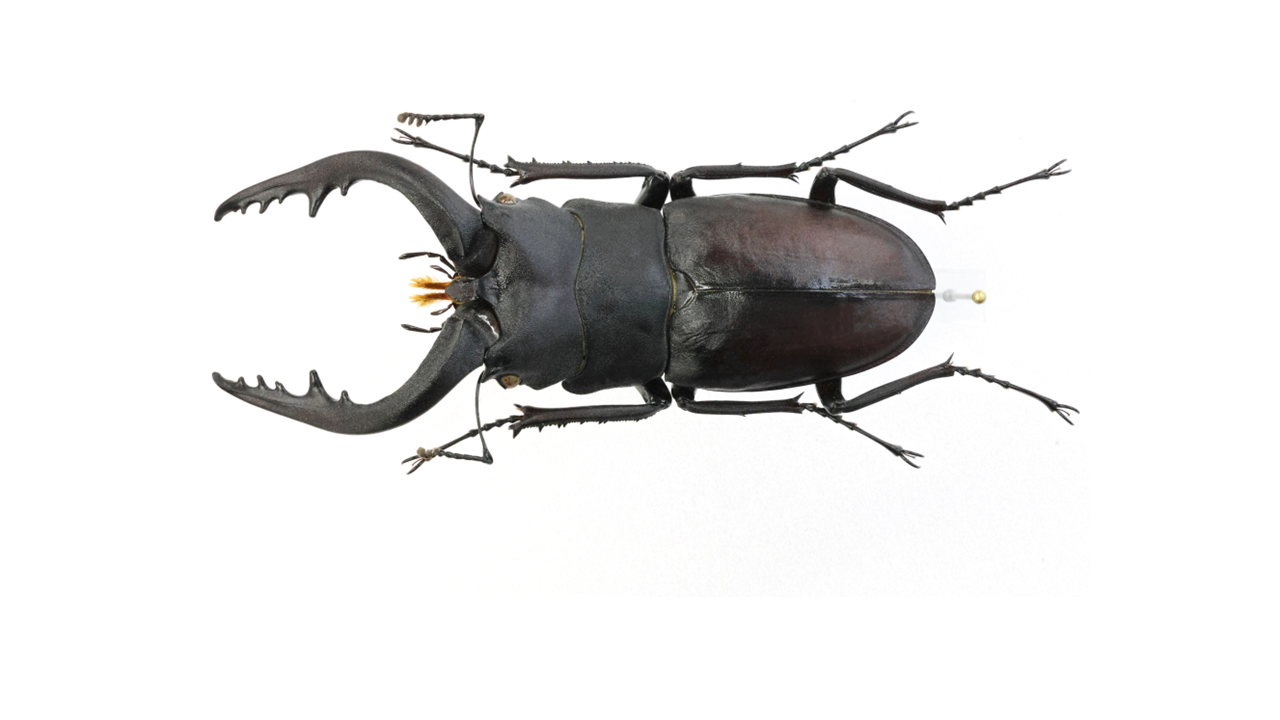 72.0 ㎜ ］大分市の特大ノコギリ | Project WILD MUSEUM クワガタ大図鑑