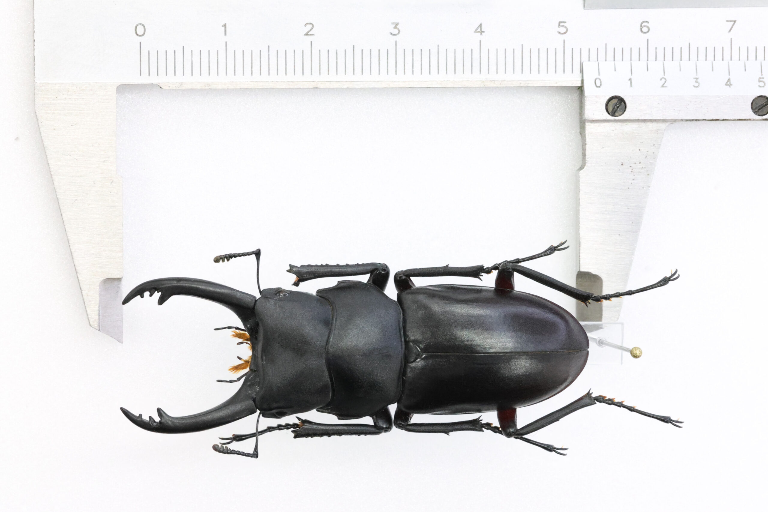 アフリカ カメルーン 部族 くし型 アフリカ カメルーン 部族 くし型