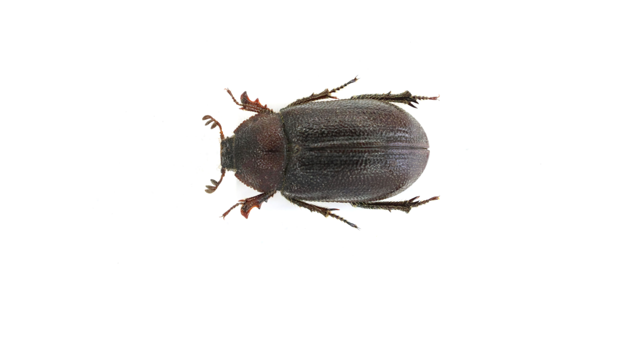 8.5 ㎜ ］あなたもクワガタムシなの？ | Project WILD MUSEUM